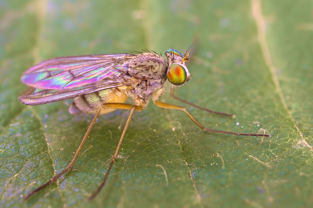 Dolichopodidae:  Sciapus sp